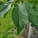#69 Castanea sativa 'Lyon' Edelkastanie