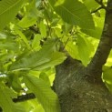 Castanea sativa - 1