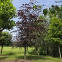 Fagus sylvatica 'Atropunicea' - 2
