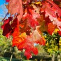 Quercurs rubra