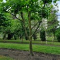 Platanus x hispanica - Afbeelding 1