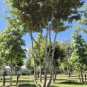 Parrotia persica - 3