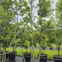 Quercus ilex - 5