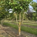 Idesia Polycarpa - 3