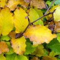 Fagus sylvatica herfst