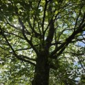 Fagus sylvatica - 7