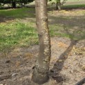 Gleditsia triachantos 'Sunburst' - Foto 2