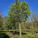 Tilia Tomentosa - 3