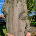 Carpinus betulus - Afbeelding 531 okt 2022