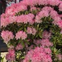 Rhododendron Yakushimanum ‘Pink Cherub’ - Foto 2