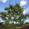 Heptacodium miconioides - Foto 1