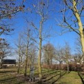 Liriodendron tulipifera - 3