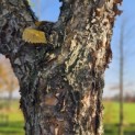 betula nigra - 7