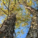 betula nigra - 9