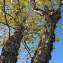 betula nigra - 8