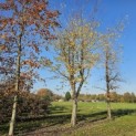 betula nigra - november 2025