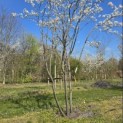 Amelanchier lamarckii - 3