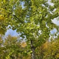 Ginkgo biloba - najaar 2025
