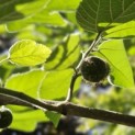 Broussonetia papyrifera - 1