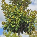Magnolia grandiflora 'Galissonnière' - 2