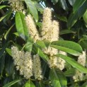 Prunus laurocerasus 'Rotundifolia' - Foto 4