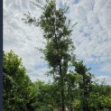 Quercus cerris 'Marmor Star' - 2