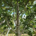 Acer Rubrum 'Brandywine' - Foto 4