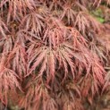 Acer palmatum 'Inaba Shidare' - Foto 1