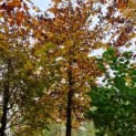 Fagus sylvatica 'Atropunicea' - 1