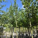 Tilia x europaea 'Pallida' - Foto 1