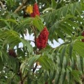 Rhus typhina - 2