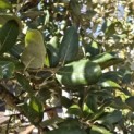 quercus suber - 3