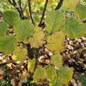 Corylus Avellana 'Aurea' - 3