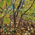 Corylus Avellana 'Aurea' - 4