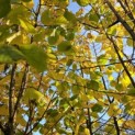 Corylus Avellana 'Aurea' - 1