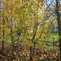 Corylus Avellana 'Aurea' - 2