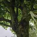 Acer campestre - 1