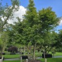Acer palmatum - Foto 2