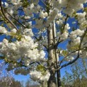 Prunus serrulata 'Shirotae' - Foto 7
