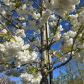 Prunus serrulata 'Shirotae' - Foto 6