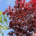Acer palmatum 'Bloodgood' - Foto 1