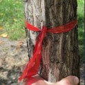 Taxodium distichum - 3