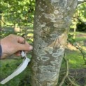 Fagus sylvatica - 3