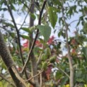 Alnus x spaethii 'Spaeth' - Foto 1