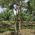 Pinus sylvestris - Foto 4