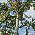 Parrotia persica - Foto 3