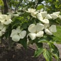 Cornus kousa 'Venus' - 3