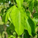 Heptacodium miconioides - Foto 3