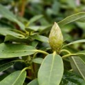 Rhododendron Yakusmanum'Marlis' - Foto 6