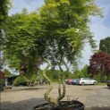 Acer palmatum 'Emerald Lace' - 2